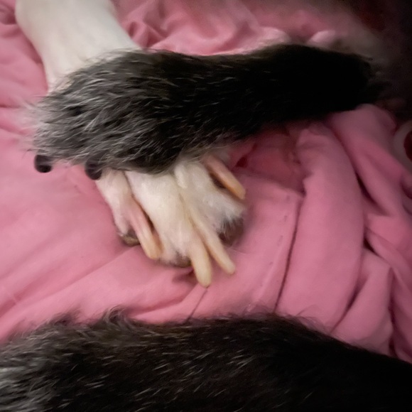 Meet your Posher, Nick - Picture 1 of 1